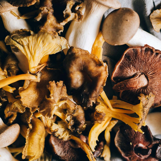 Assorted dried functional mushrooms