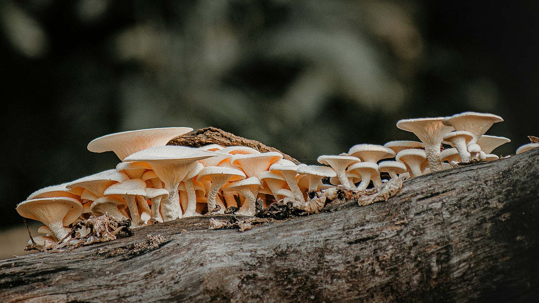 a group of mushrooms growing on top of a tree log
