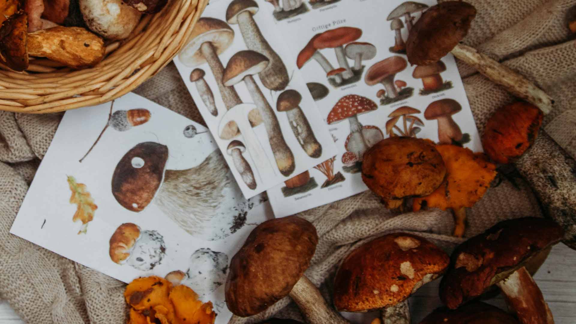 assorted mushrooms on tables and in wicker basket with mushroom pictures