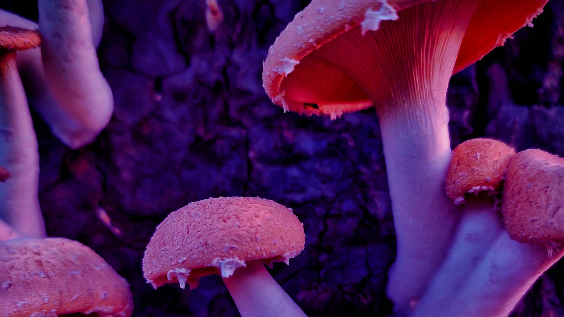 close up photography of pink mushrooms