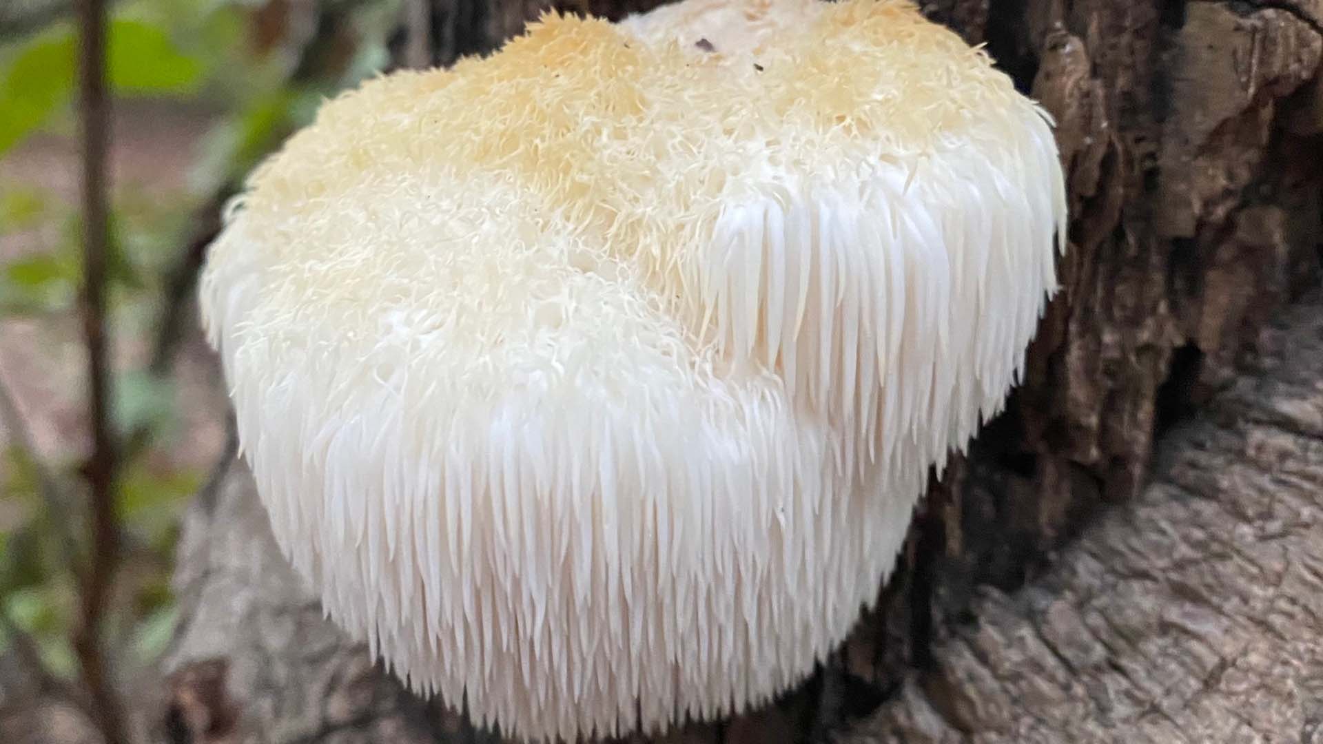 Lion's mane mushroom growing on a tree