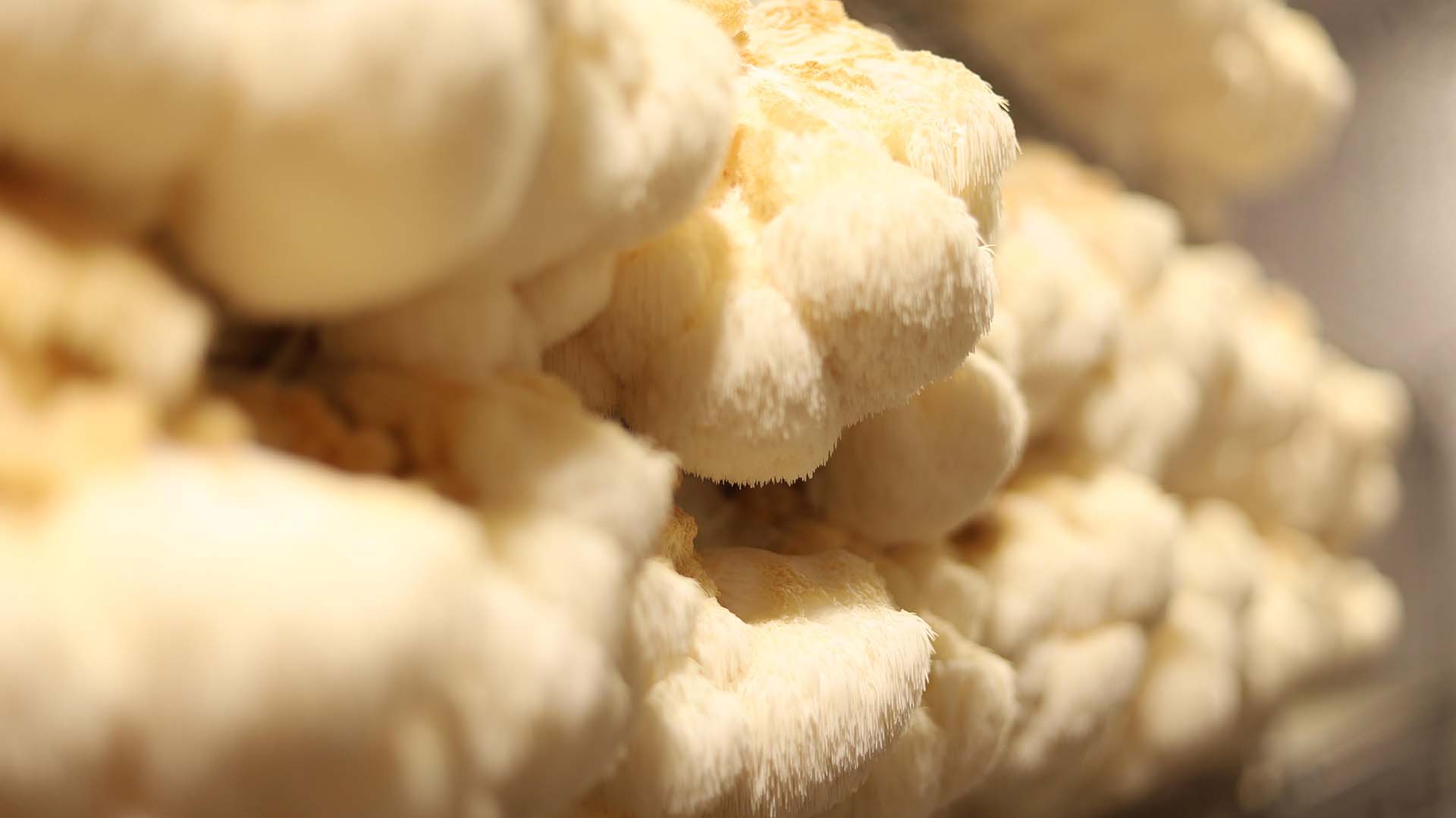 Lion's Mane mushroom fungi growing