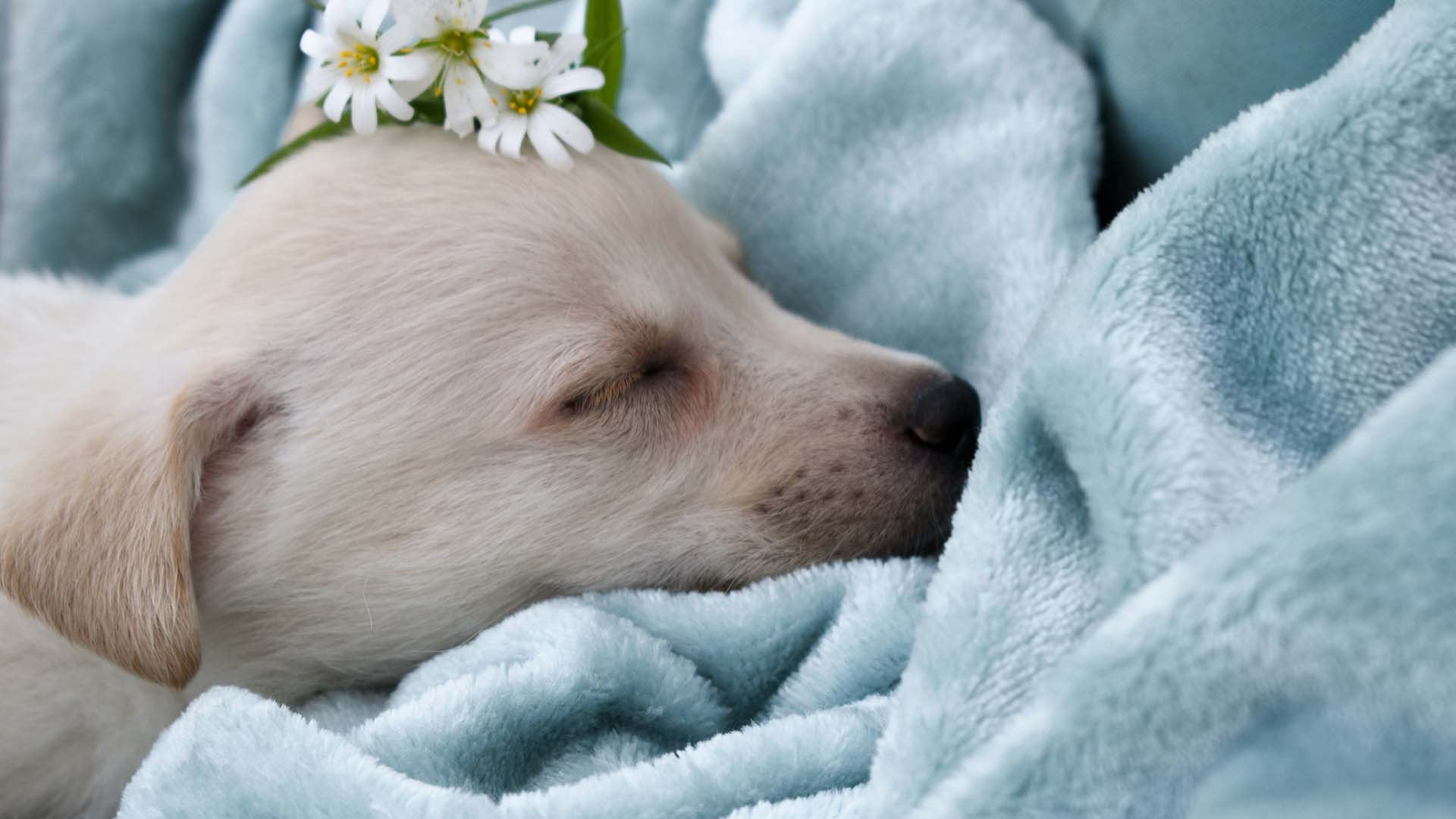 white puppy sleeping peacefully on a light blue blanket