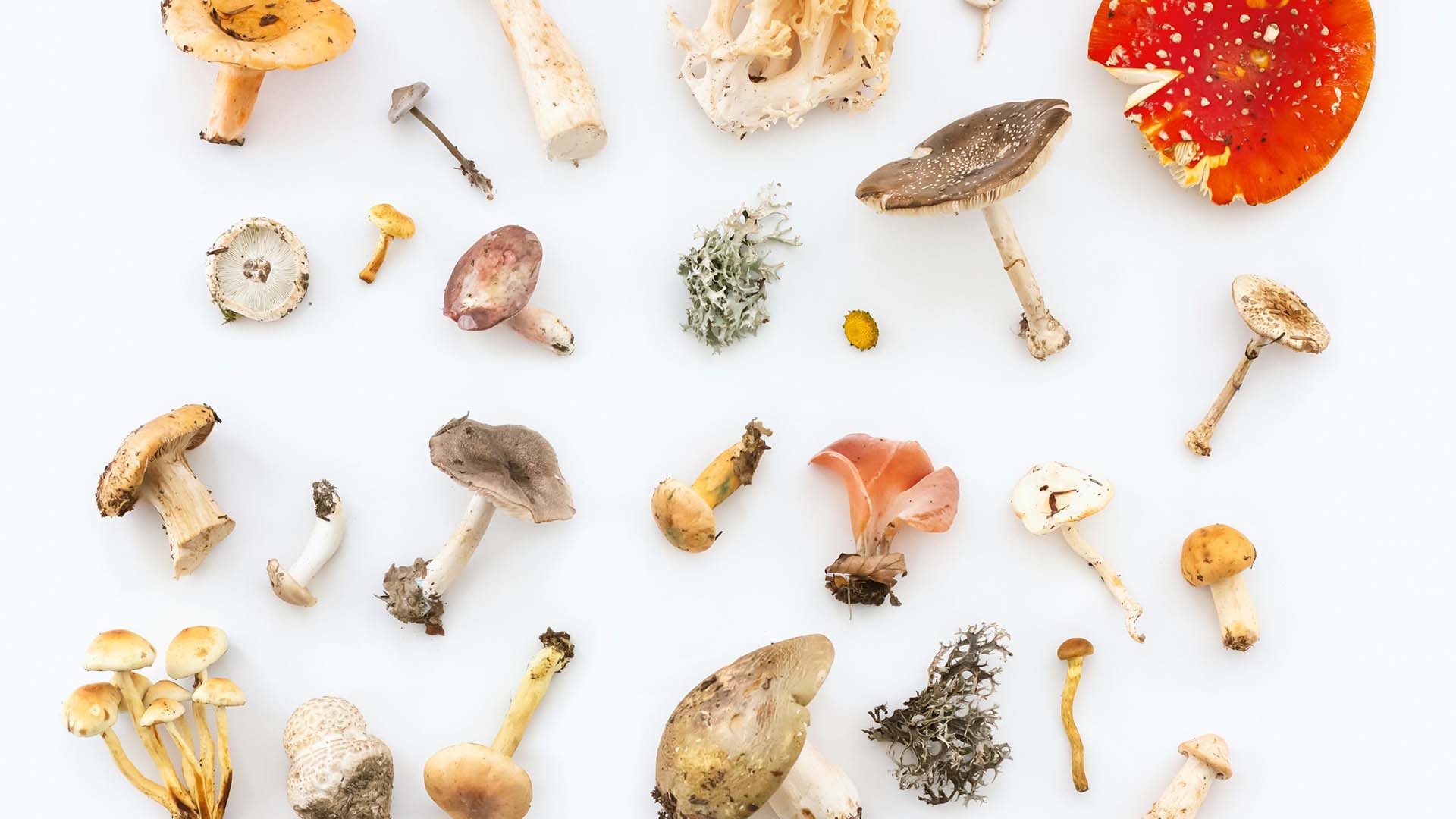 different mushroom varieties scattered on a white surface