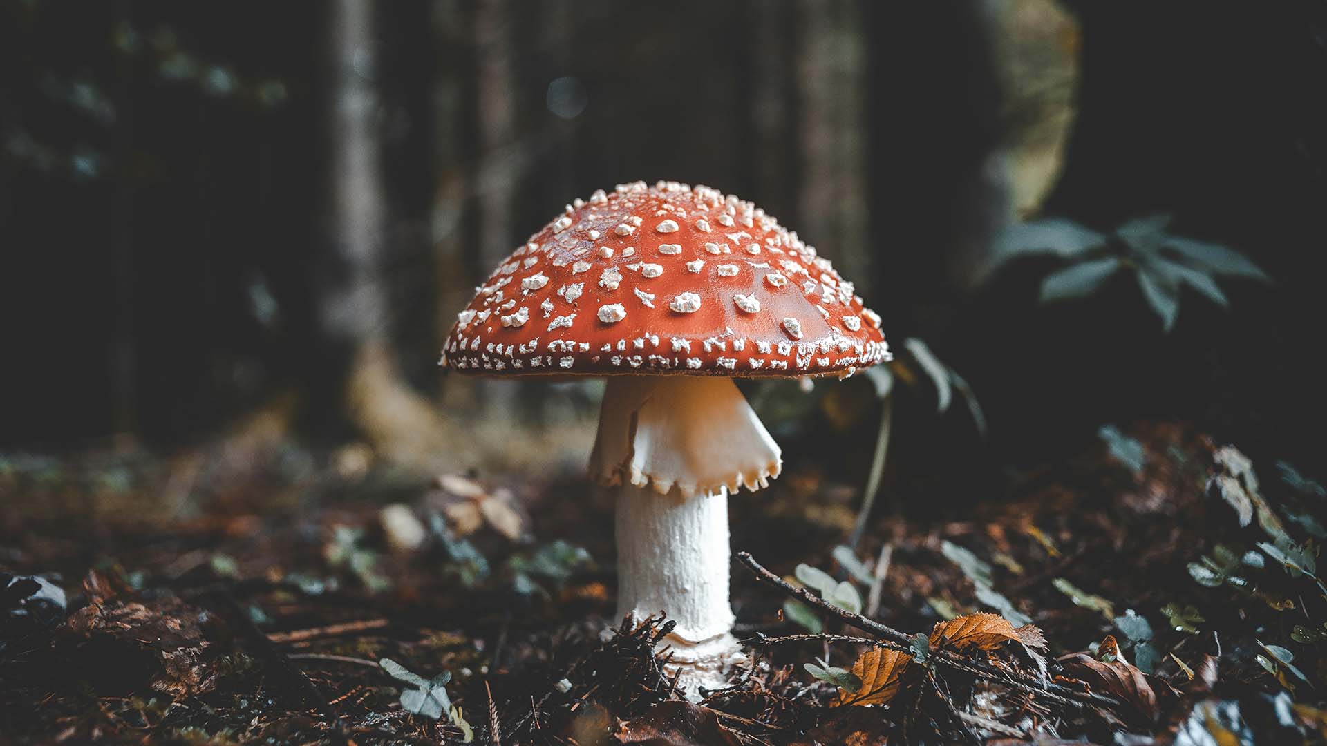 Small red mushroom grows in the forest.