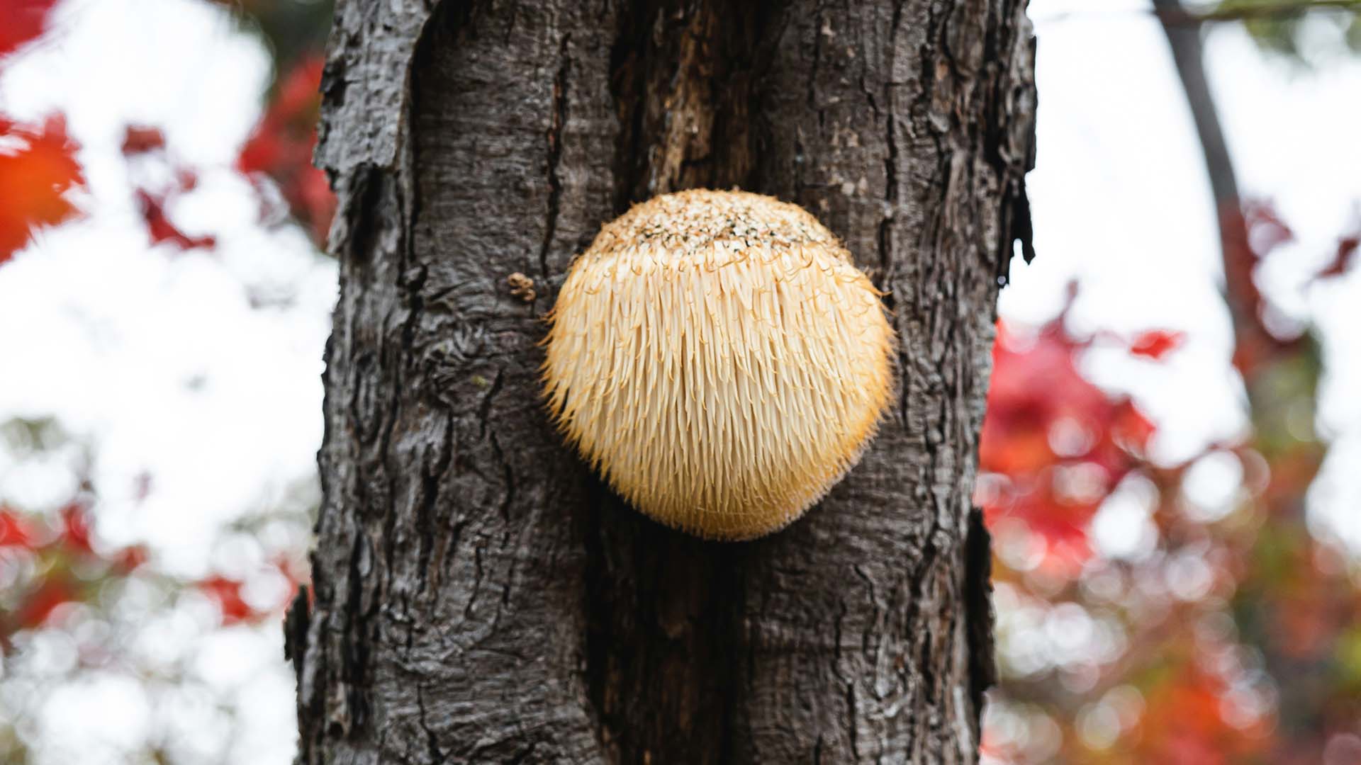 tree trunk with lion's mane mushroom attached