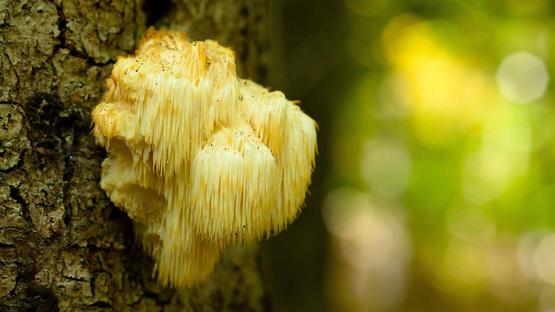 Lion's mane mushroom growing on a tree