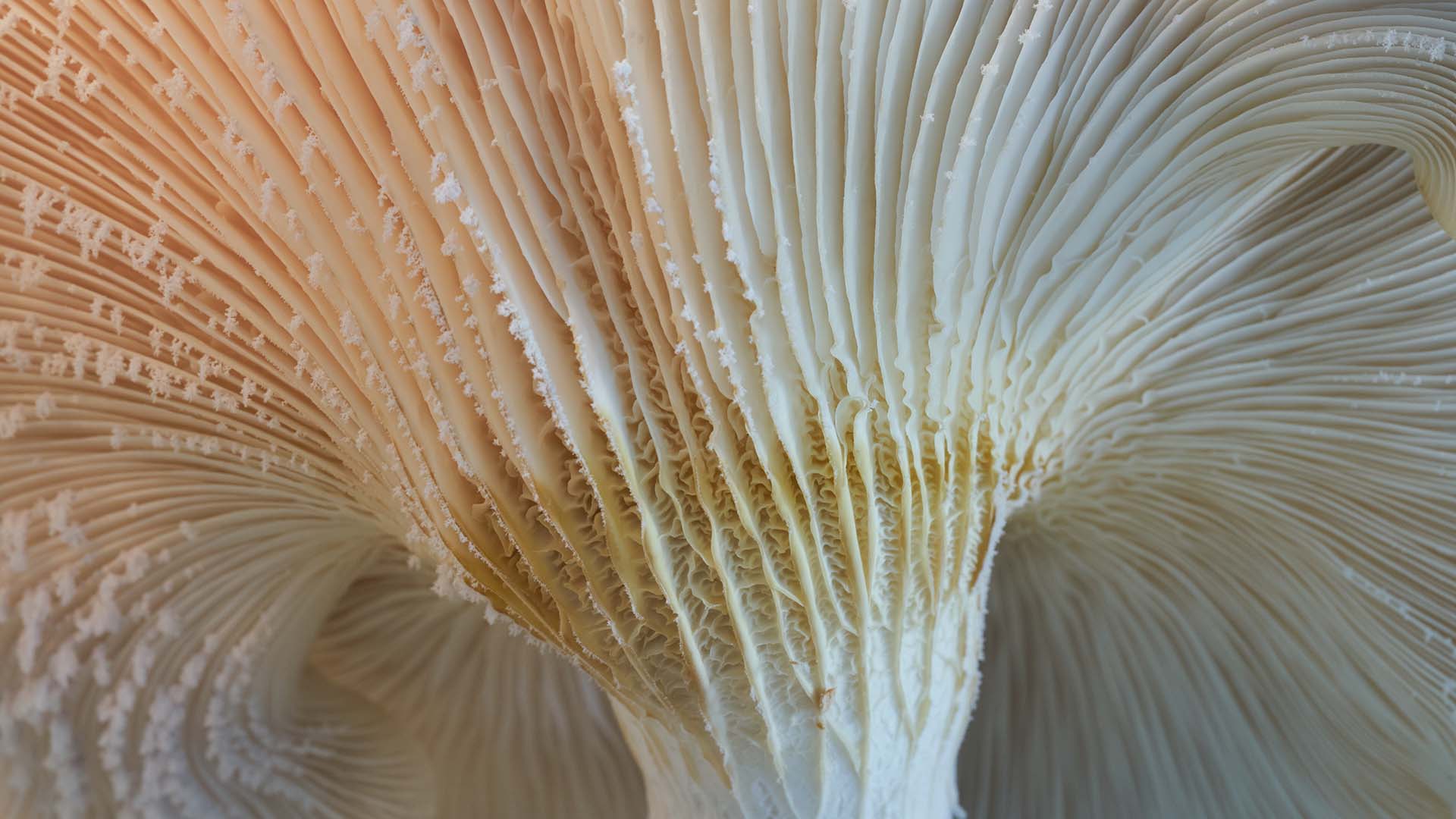 close-up photo of gills of a mushroom