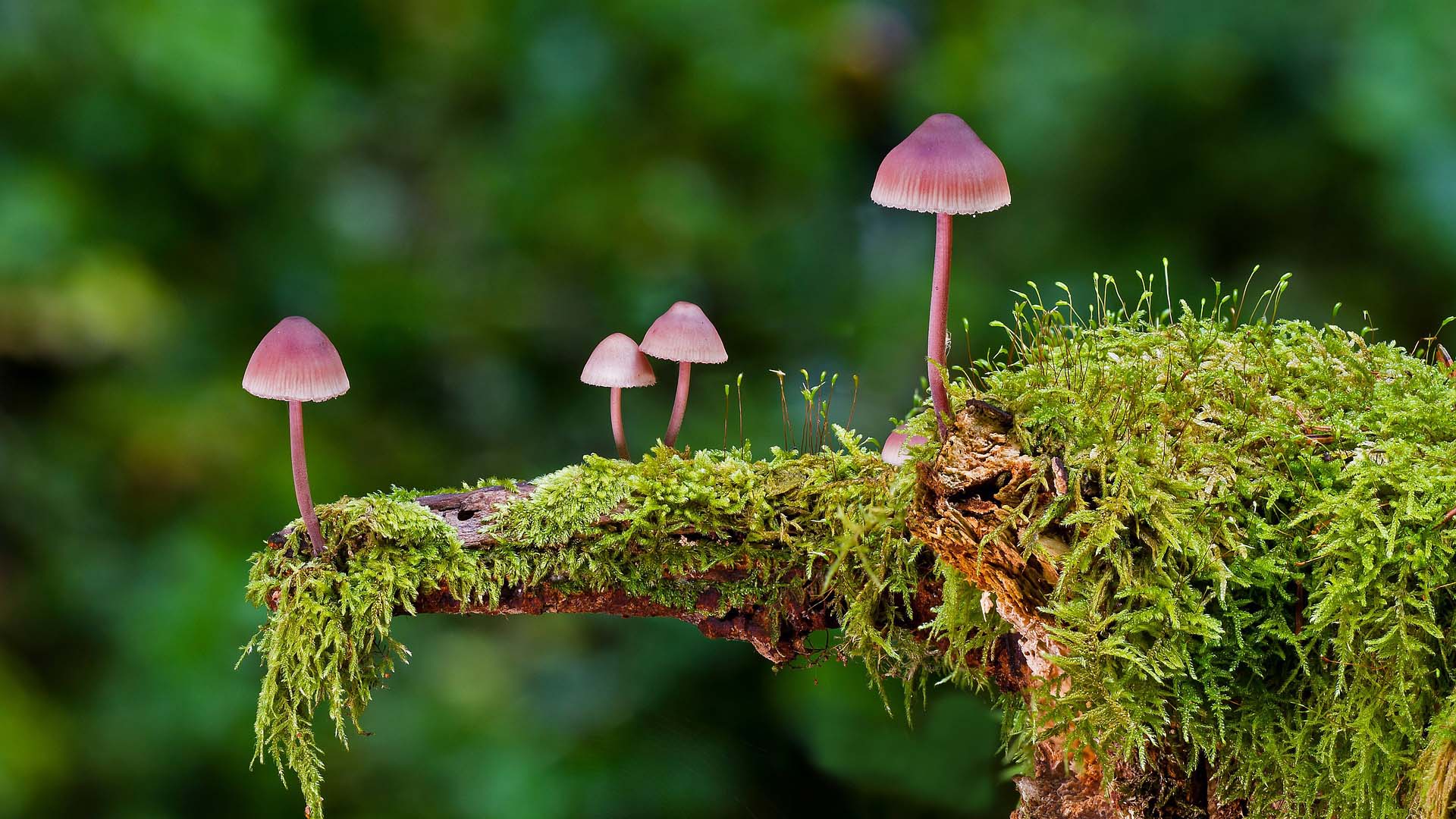 pink mushrooms growing in a forest