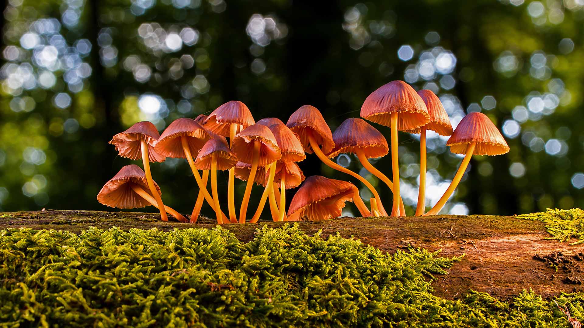 mushrooms sprouting on a tree branch