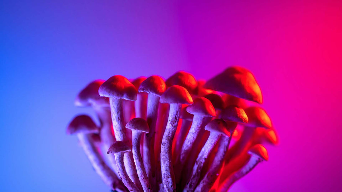 Bundle of magic mushrooms glowing in red and blue light