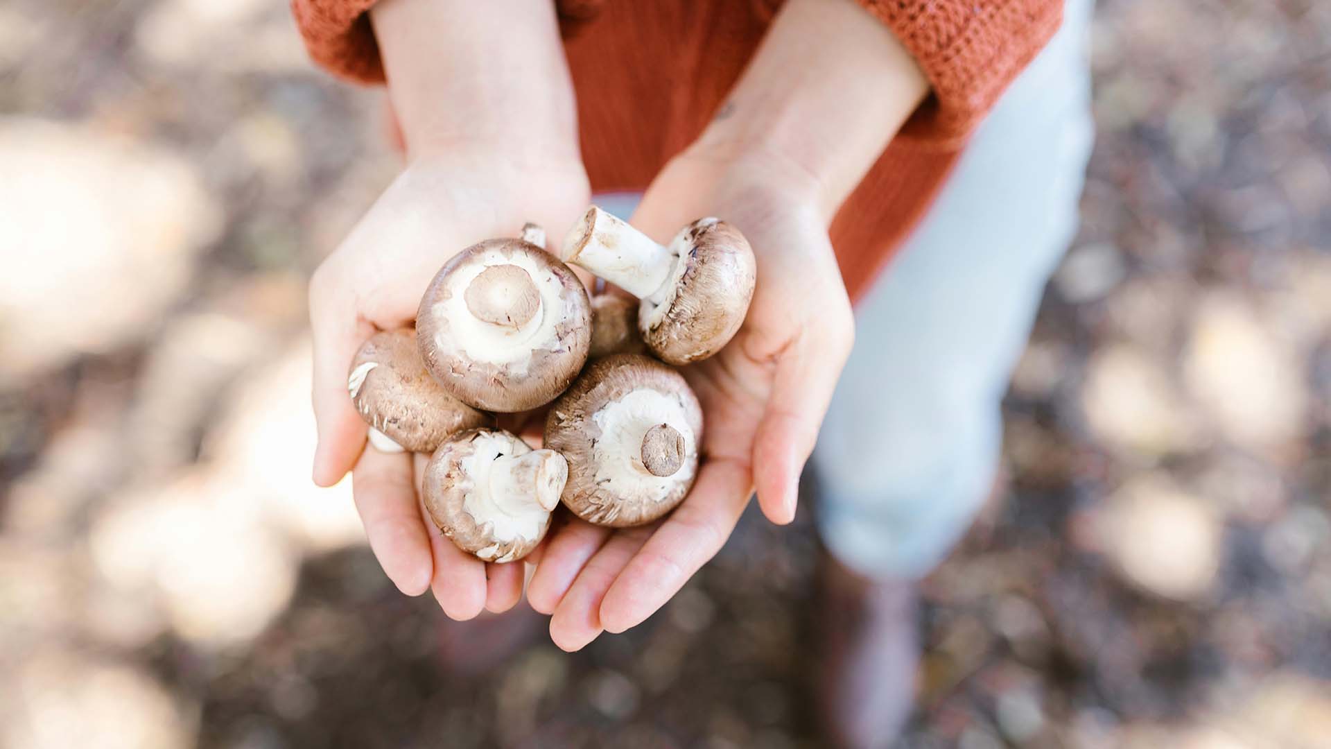 person holding brown mushrooms with two hands