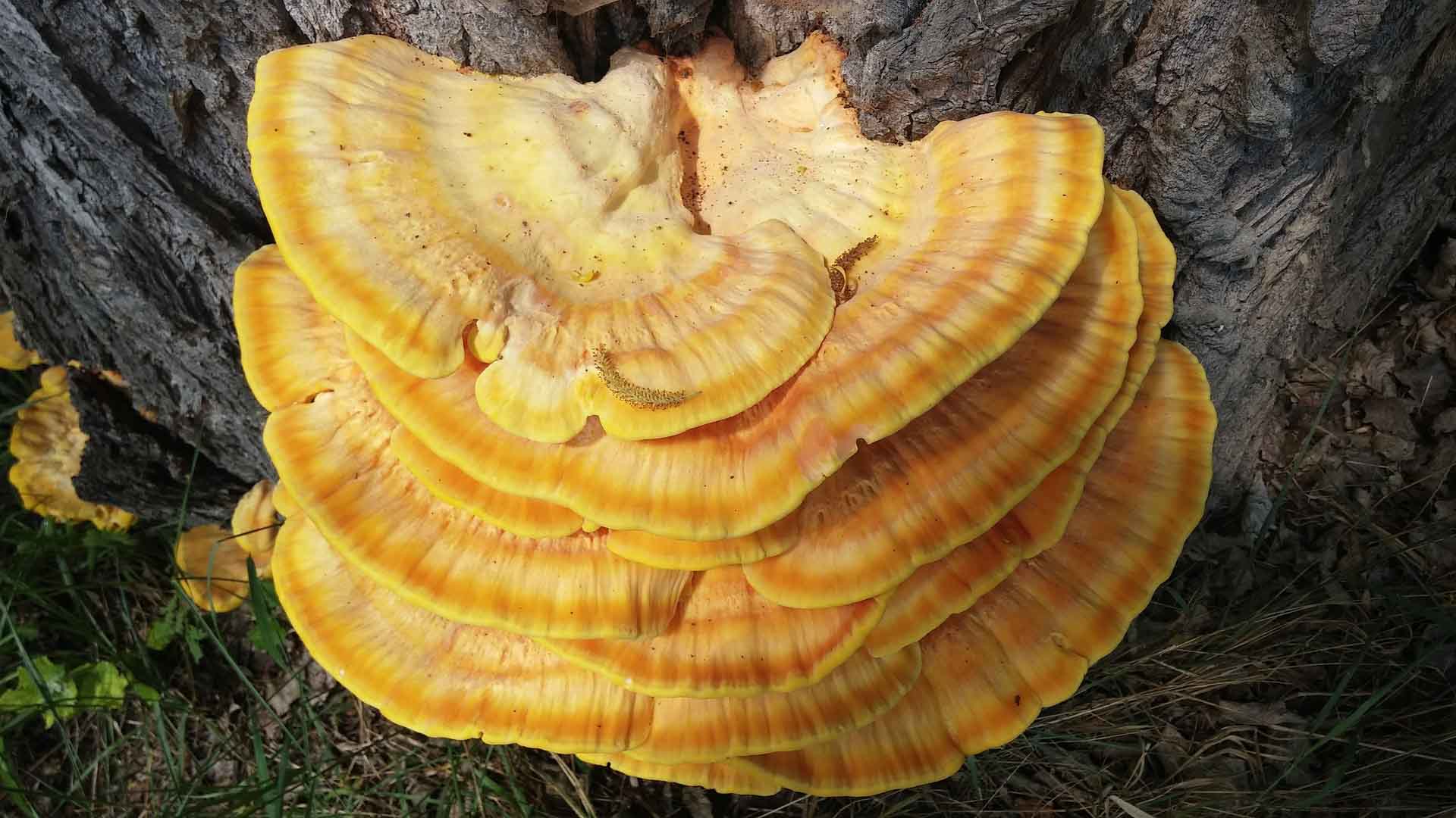 reishi mushrooms growing on tree