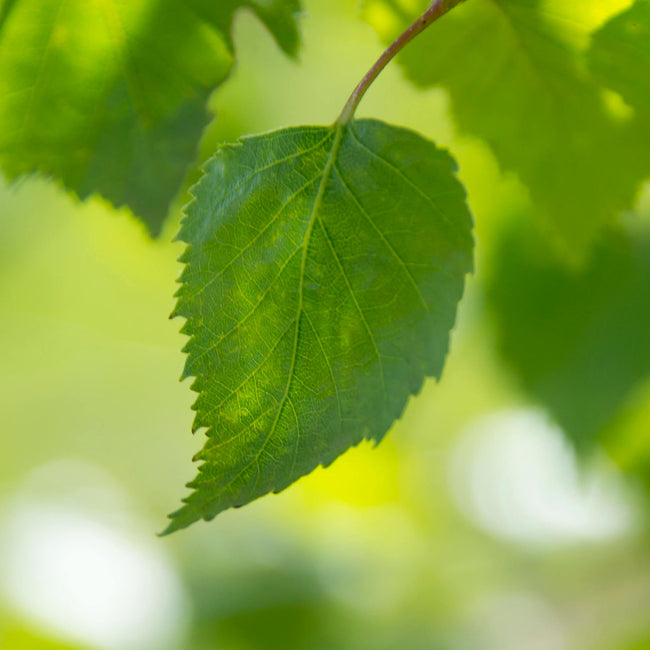 Selective focus photography of a hanging leaf