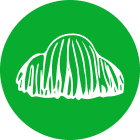 Lion’s Mane Mushroom icon