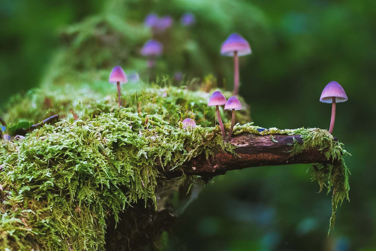 Purple mushrooms grow out of a branch covered in moss