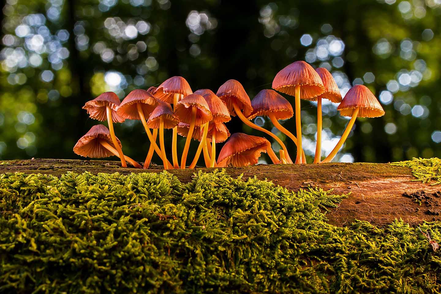 Group of brown-colored mushrooms grow out of a moss-covered log.