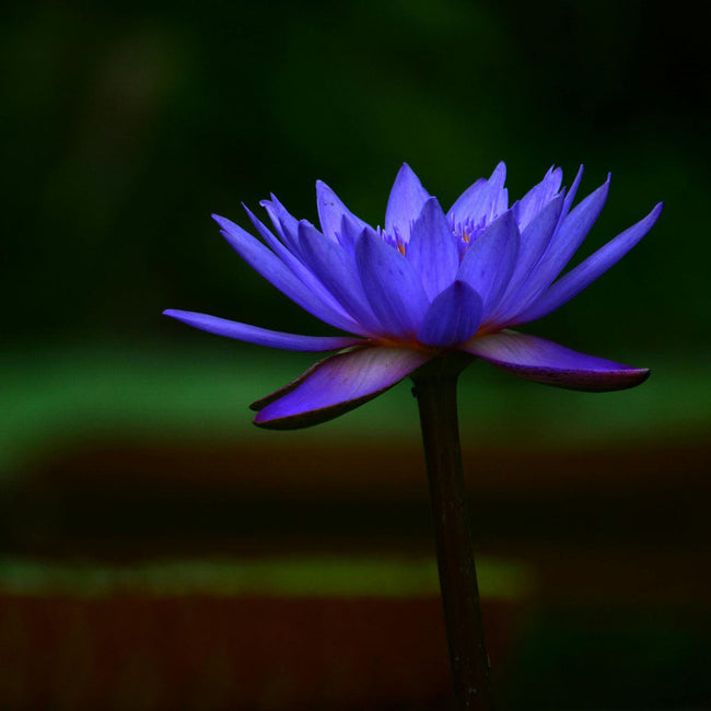 Blue lotus flower in bloom