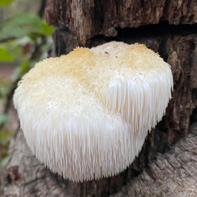 Lion's Mane mushroom growing on a tree trunk