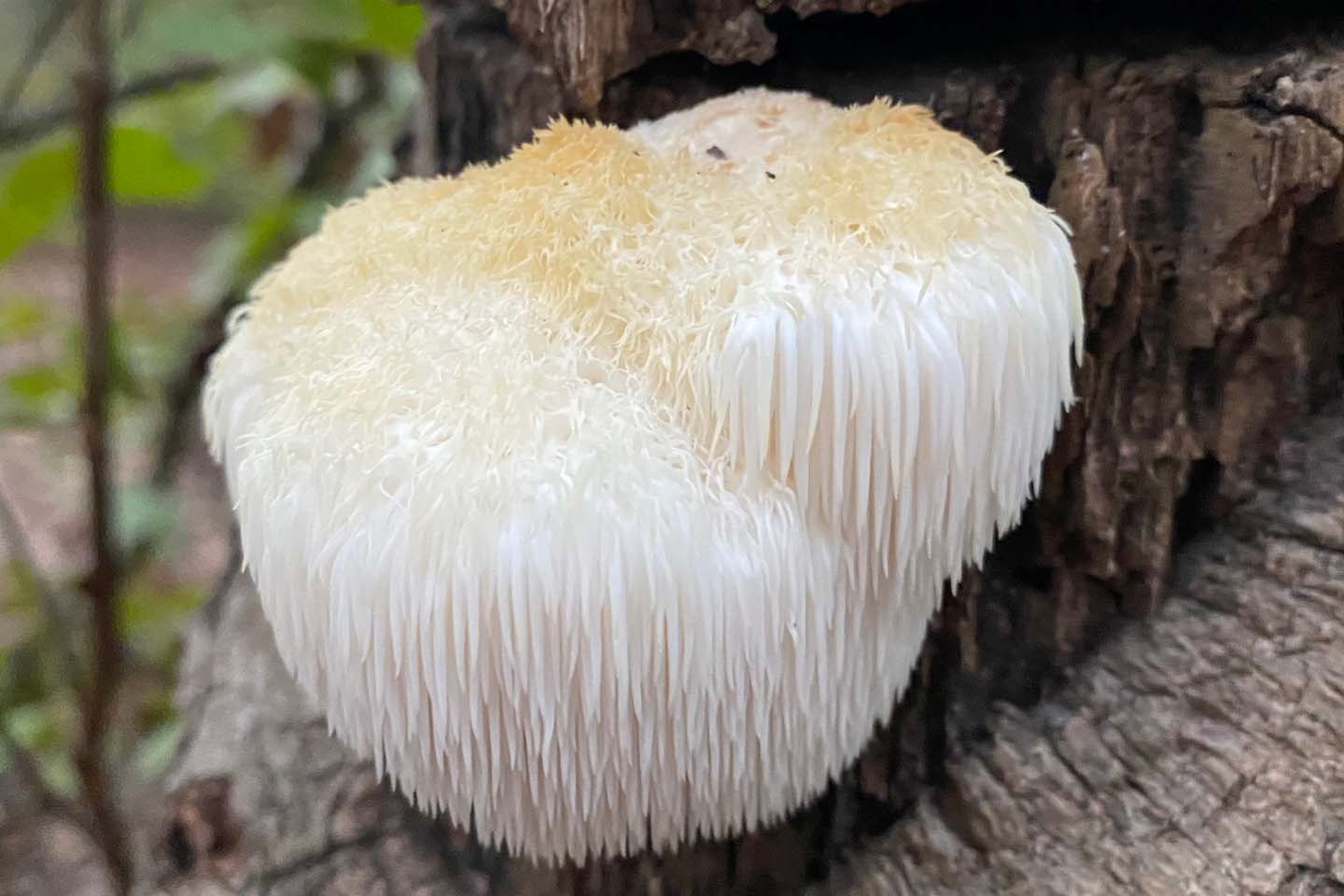 Lion’s Mane mushroom fungi growing on a tree