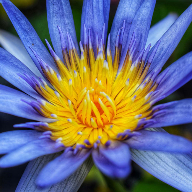 close-up photo of blue lotus flower