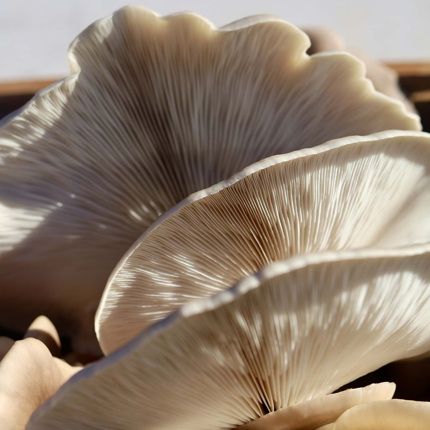 close-up photography of white and brown mushrooms showing gills